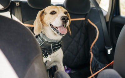 How To Keep Your Furry Friend Safe And Happy In The Car